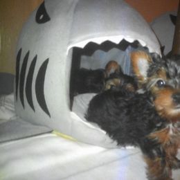 Yorkshire Terrier Puppies from Island lake Yorkies