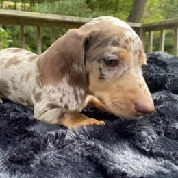 Dachshund Puppies from Doxie Dapples