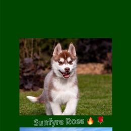 Siberian Husky Puppies from Bleu Skies Siberian Huskies