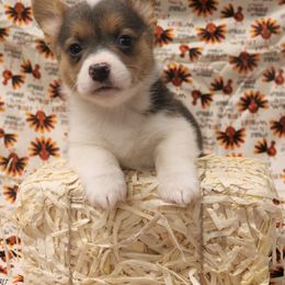 Pembroke Welsh Corgi Puppies from Wild West Corgis of Texas