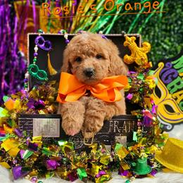 Rosie's Orange Boy - male Goldendoodle puppy in Kountze, Texas from Texas Doodles LLC
