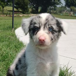 Border Collie Puppies from Bond Border Collies