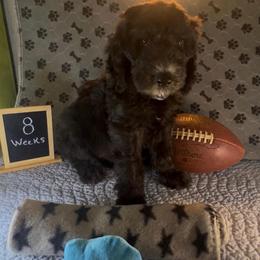 Abe - Black male Sheepadoodle puppy in Glen Rose, Texas from Clevenger’s Sheepadoodle Fur Baby Farm