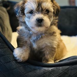 Shichon Puppies from Great Lakes Teddy Bear Dogs