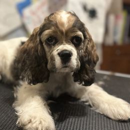 Elsie - Cocker Spaniel