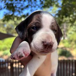 Onion - light blue collar - Liver and white male German Shorthaired Pointer puppy in Mokelumne Hill, California from Underhill GSP