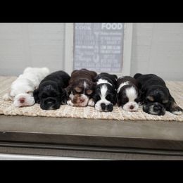 Cocker Spaniels from Pigeon Rock Cockers
