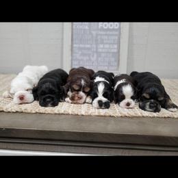 Cocker Spaniels from Pigeon Rock Cockers