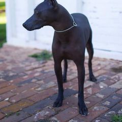 "Katira , the one that started this love " Peruvian Inca Orchid All Grown Up from Calypso Kennel