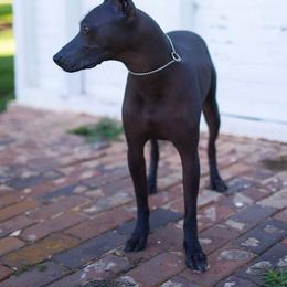 "Katira , the one that started this love " Peruvian Inca Orchid All Grown Up from Calypso Kennel