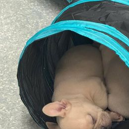 Bulldog and French Bulldog Puppies from Crystals Bulldog Bungalow