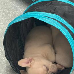 Bulldog and French Bulldog Puppies from Crystals Bulldog Bungalow