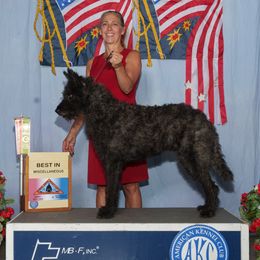 Rufus - Dutch Shepherd