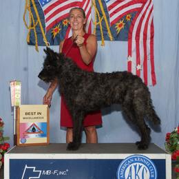 Rufus - Dutch Shepherd