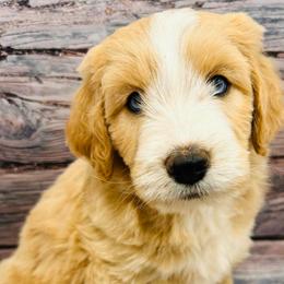 Golden Girl - Apricot female Aussiedoodle puppy in Oklahoma City, Oklahoma from Royal Paw Aussiedoodles