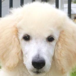 Dachshunds and Poodles from Divine Dachshunds & Divine Poodle Paradise Standard Poodles