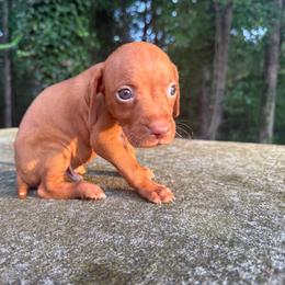 Ammo (blue collar) - Golden rust male Vizsla puppy in Comer, Georgia from Stratton Spaniels