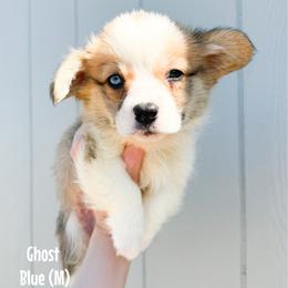 Blue - Ghost - Red male Pembroke Welsh Corgi puppy in Milan, Georgia from Williams’ Welsh Corgis LLC