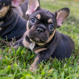 Daisy - Black and tan female French Bulldog puppy in Violet Hill, Arkansas from Obduro Bullies and Frenchies