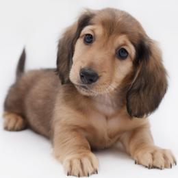 LOUIS - AKC Import Lines - Cream male Dachshund puppy in Coweta, Oklahoma from Sunnyside Dachshunds