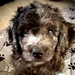 Mr Blue - Merle male Goldendoodle puppy in San Diego, California from Sensational Doodles