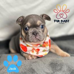 Jack - Tricolors male French Bulldog puppy in Michigan from Fur Baby Farms