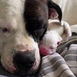 Pretzel - White male American Bulldog puppy in Homer, Georgia from Valor American Bulldogs