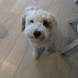 Goldendoodle All Grown Up from Griffitts Doodles