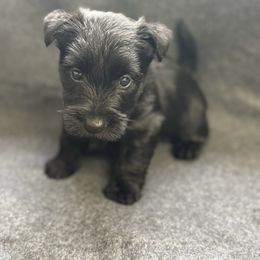 Girl 2 - Black female Scottish Terrier puppy in Scurry, Texas from Starlight Scotties of Texas