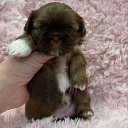 Liver and White Girl 3 - Liver and white female Shih Tzu puppy in North Port, Florida from Marlene Kenney's Shih Tzus