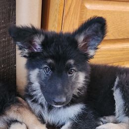 Boy 4 - Black and beige Shiloh Shepherd puppy in Charlo, Montana from IdleWilde Shilohs