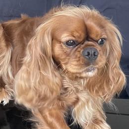 Oakley - Cavalier King Charles Spaniel