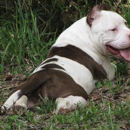 American Bully Puppies from Stacey Criswell