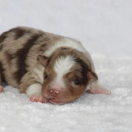 Ritz Carlton - Red merle female Australian Shepherd puppy in Circleville, Utah from Canyon Creek Aussies