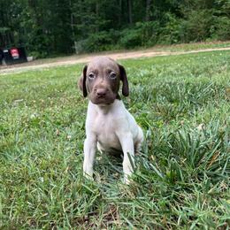 Chai - Liver and white male German Shorthaired Pointer puppy in Axton, Virginia from Red Clay Kennels
