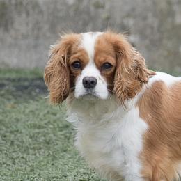 Cavalier King Charles Spaniels and Cocker Spaniels from Country View Puppies