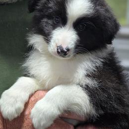 Sweetest male - Black and white male Border Collie puppy in Live Oak, Florida from K&R RANCH KENNELS