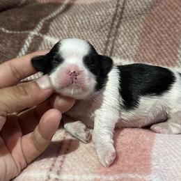 Sunny x Loveë Girl 1 - Black white and silver female Shih Tzu puppy in Central, California from Ling Ling’s Shih Tzu