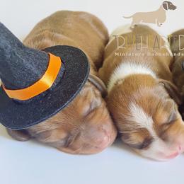 Dachshund Puppies from Truehearted Miniature Dachshunds