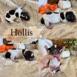 Hollis - Brown and white male Cockapoo puppy in Lafayette, Louisiana from Kinkade Kennels