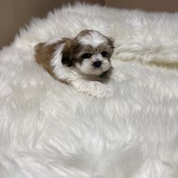 Shih Tzu puppies from Dorothy's Shih Tzus