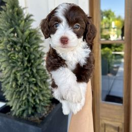 Salinas - Brown and white female Bernedoodle puppy in Yuba City, California from Ranch House Doodles