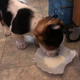 Basset Hounds from T & S FARMS