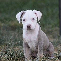 Girl 1 - American Bully puppy in Oak Grove, Kentucky from Warhorse Kennel