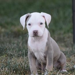 Girl 1 - American Bully puppy in Oak Grove, Kentucky from Warhorse Kennel