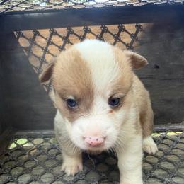 Red Merle - Red merle and white male American Corgi puppy in Pioneer, Michigan from Country Corners Corgis