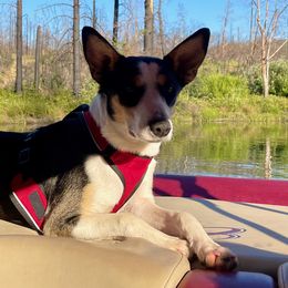 Nala - McNab