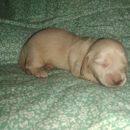 Dachshund Puppies from Katrina's Punk Rock Dachshunds