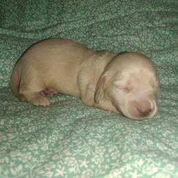 Dachshund Puppies from Katrina's Punk Rock Dachshunds