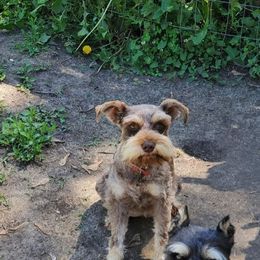 Lexi - Miniature Schnauzer